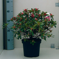 azalea japonica gilbert mullie